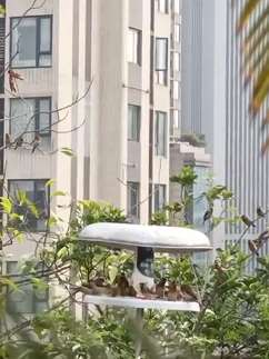 重庆一老两口经营"鸟餐厅" 每日上百只鸟过来"聚餐"