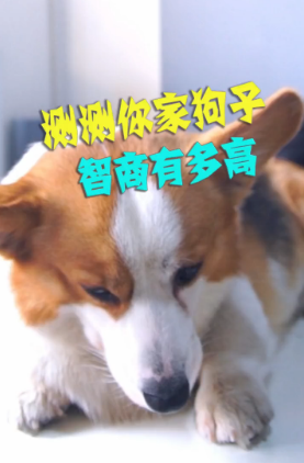 测测你家的狗智商有多高