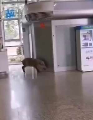 野猪误闯南京地铁，有网友说这头野猪是南大校猪！