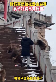 男子登九华山遇群猴"打劫"吓懵