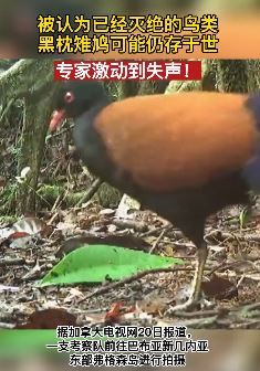 隐匿140年珍稀鸟类再度现身 曾被认为灭绝的黑枕雉鸠仍存于世
