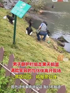 男子景区翻护栏偷黑天鹅蛋