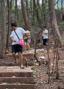 男子被猴子攻击险摔倒 求此时的心里阴影面积