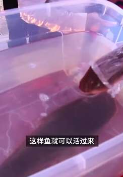 活鱼无水运输技术让鱼没水还能活3天