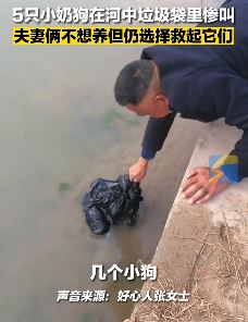 夫妻种地时救下被人遗弃5只小狗 因太小只救活一只