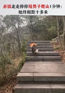 男子爬山遇赤狐 陪爬一分钟消失