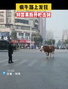 安徽蚌埠一疯牛路上发狂 特警果断开枪击毙