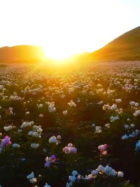 内蒙古中俄边境线万株野生芍药绽放