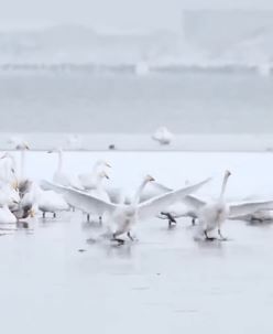 天鹅大雪中嬉戏宛如一幅天鹅沐雪图