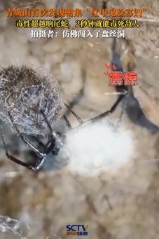 成都青城山首次发现数十只怪肥腹蛛 毒性超响尾蛇