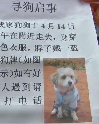爱犬走丢一段时间后独自回家 再相见时狗主人哭了