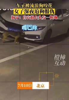 爱车被狗咬，女子追狗报仇