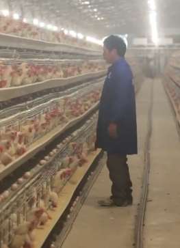 贵州一小伙投资300万养罗曼粉蛋鸡 每月纯利润10万元