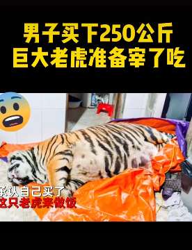 越南一男子买下250公斤老虎准备宰了吃