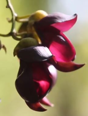 翀山景区野生禾雀花盛开 造型像禾雀十分美妙