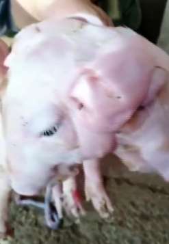 辽宁一养猪户母猪产下"双头猪" 专家：可能基因突变所致