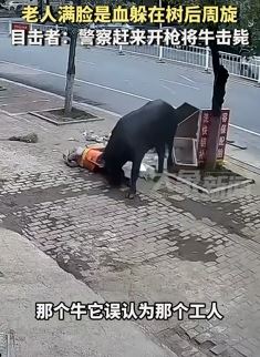湖南新田一疯牛冲撞攻击环卫老人被击毙