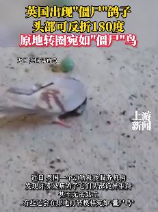 英国出现僵尸鸽子 头部可反折180度