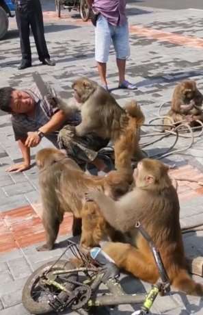 猴子拿菜刀吓唬人 原意为要砍下去不料只是闹着玩