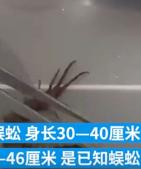 海口海关查获5条“异宠”蜈蚣 体型巨大十分吓人