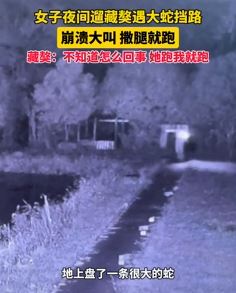 女子曝夜间遛狗遇大蛇挡路受惊吓