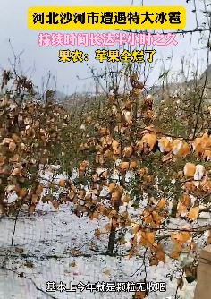 河北邢台一山区遭遇特大冰雹 果农吐槽苹果全烂了