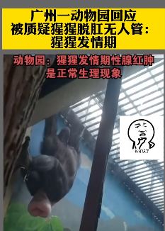 动物园猩猩脱肛无人管？工作人员：发情期正常现象