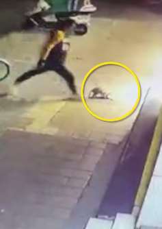 监拍男子街头拿猫出气踢死3个多月小猫