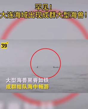 大连海域惊现成群海兽 专家推测疑似虎鲸