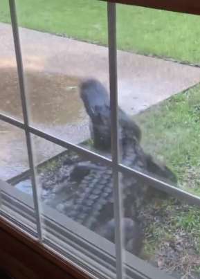 美国一只鳄鱼擅闯民宅 撒欢打滚与警察叫板！