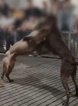 江西警方查处一斗狗赌博窝点 门票每人50元