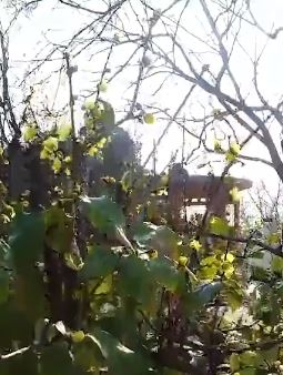 南京玄武湖蜡梅盛开 冬日花香相随