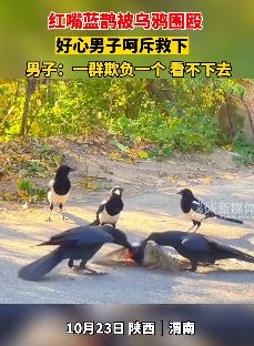 红嘴蓝鹊被乌鸦欺负 好心男子救下