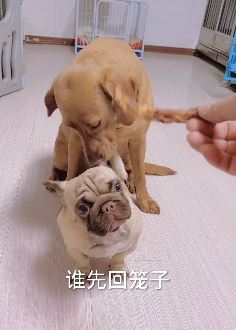狗狗被气的差点说人话,这样的狗狗实在太可爱了!