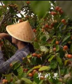 羊奶果——你吃过这种水果吗?