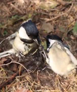 吉林一男子非法捕鸟3000余只，以3元-30元价格出售!