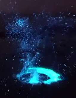 大连现"荧光海"奇观 大批市民夜晚前来观景