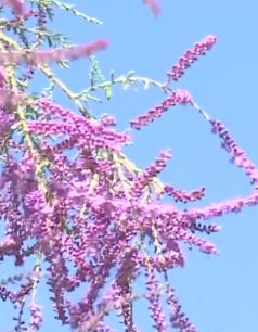 新疆博斯腾湖畔连绵百余公里野生红柳花绽放