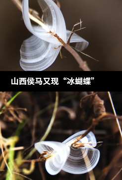 山西侯马又现“冰蝴蝶”，曾多次被央视翻牌