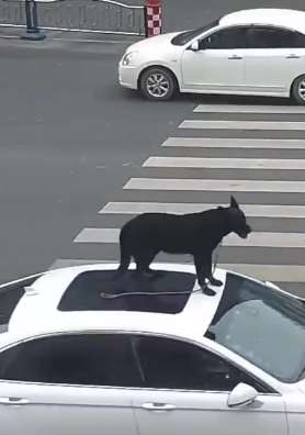 四川一车主将爱狗放车顶上行驶 放后备厢怕缺氧