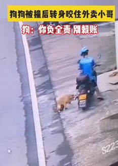 狗狗被车撞恼羞成怒咬外卖小哥