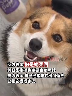 浙江衢州一对夫妻离婚不争车房只争宠物狗