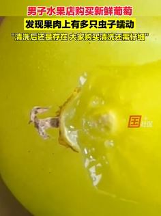 男子购买新鲜葡萄发现多只虫子蠕动