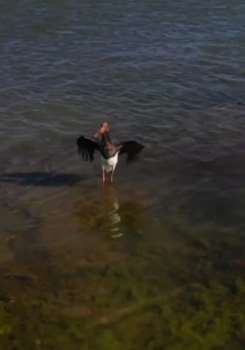 世界濒危珍禽黑鹳在青海门源出现 全世界仅存3000只左右