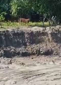 印度一老虎狂撵多名村民致2人受伤送医