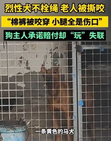 郑州一男子被不栓绳马犬撕咬花费1800元 狗主人承诺赔偿后失联