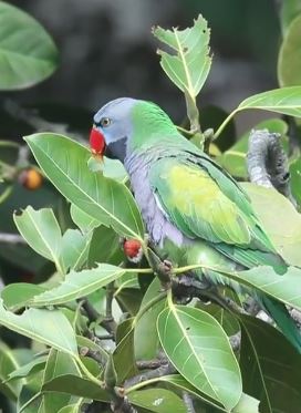 喂雏鸟的不一定是父母？关于大紫胸鹦鹉的一些"秘密"！