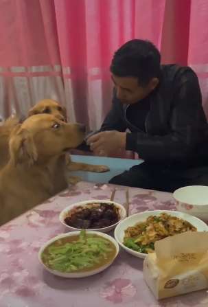 狗主人给小金毛喝酒 金毛妈妈生气了！