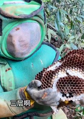 网红蜂狂小成哥帮蜂农除掉虎头蜂 蜂王逃跑只捣毁蜂窝