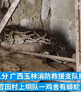 大蟒蛇窜入村民家鸡舍偷食鸭子 消防员捕捉后放生